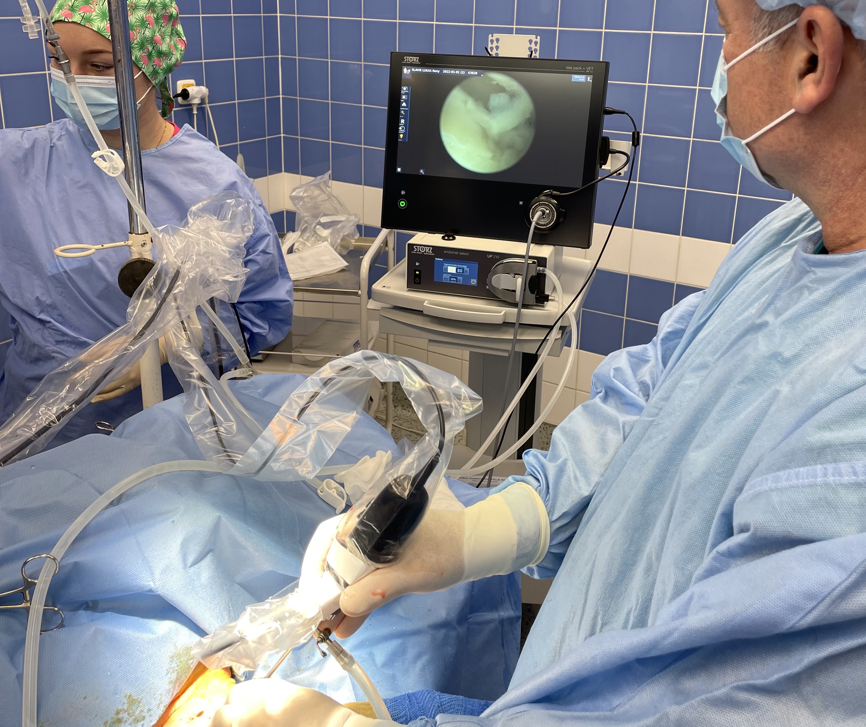 Artroskopie psa a kočky.