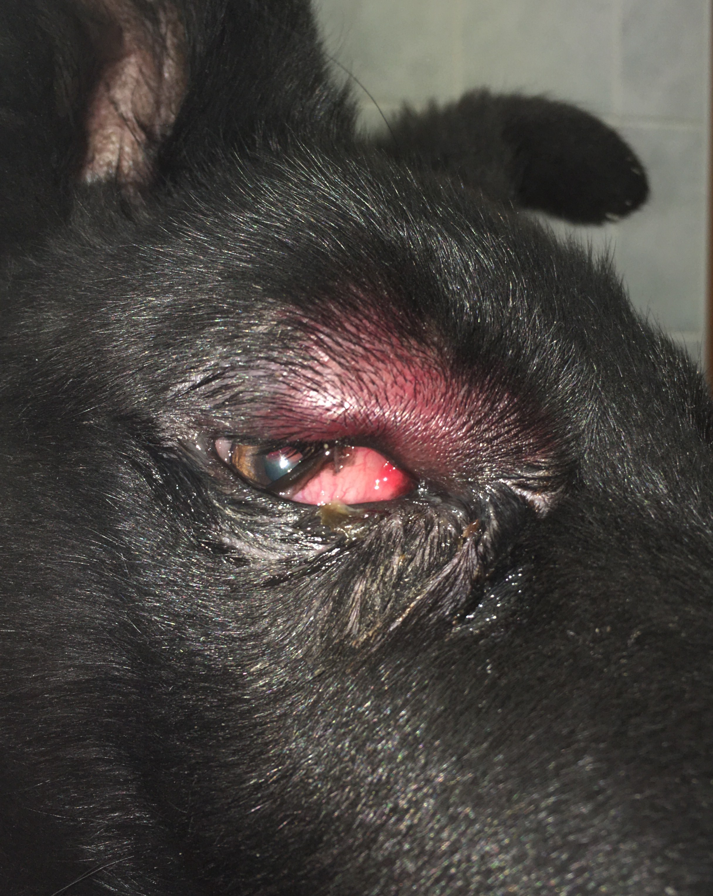 Infekční a zánětlivá onemocnění víček