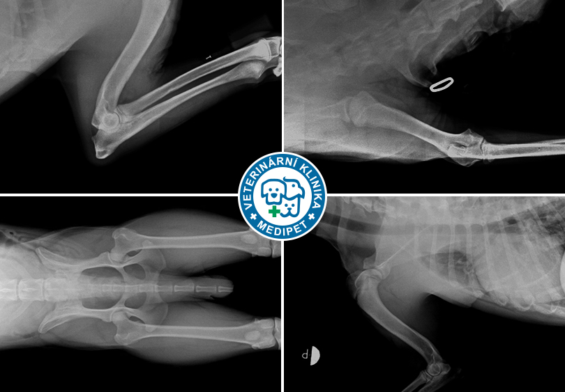 Certifikované posuzování dědičných ortopedických vad u psů na Veterinární klinice Medipet
