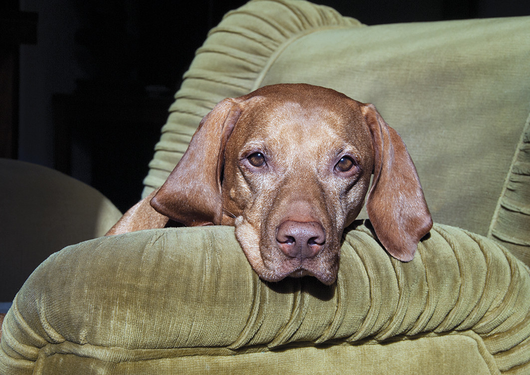 Dlouhodobá péče o psy a kočky s chronickým onemocněním srdce. Praktické tipy pro majitele. | Veterinární klinika Medipet Zlín