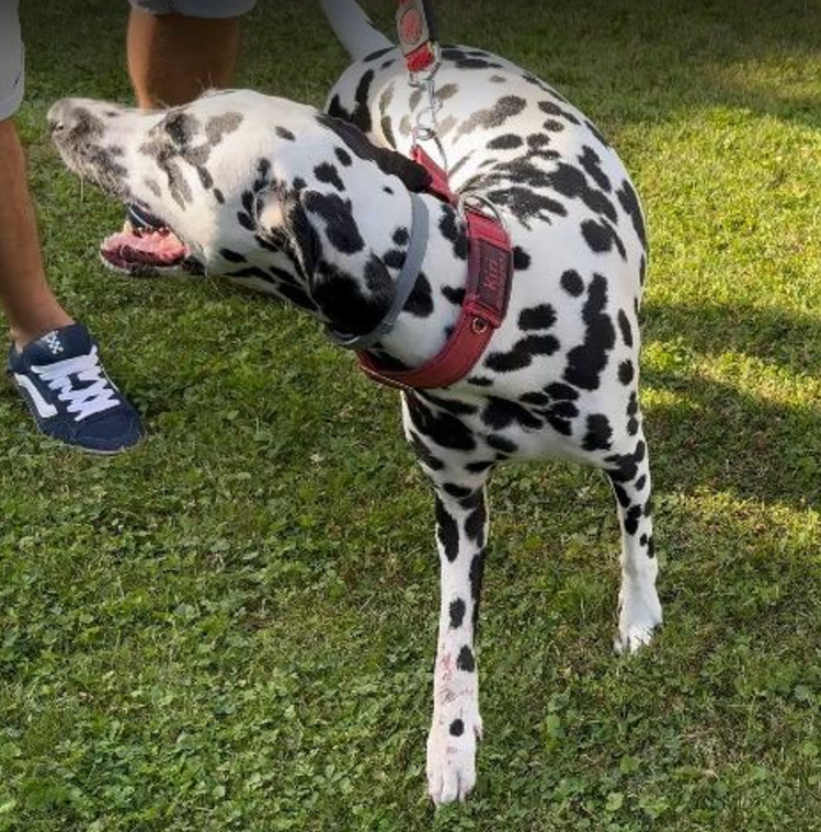 Vážná poranění zápěstí u psů a jejich léčba | Veterinární klinika Medipet Zlín
