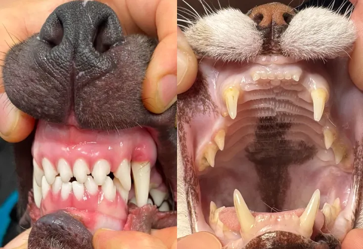 Jaké příznaky můžou naznačovat zubní onemocnění u psů a koček? | Veterinární klinika Medipet Zlín