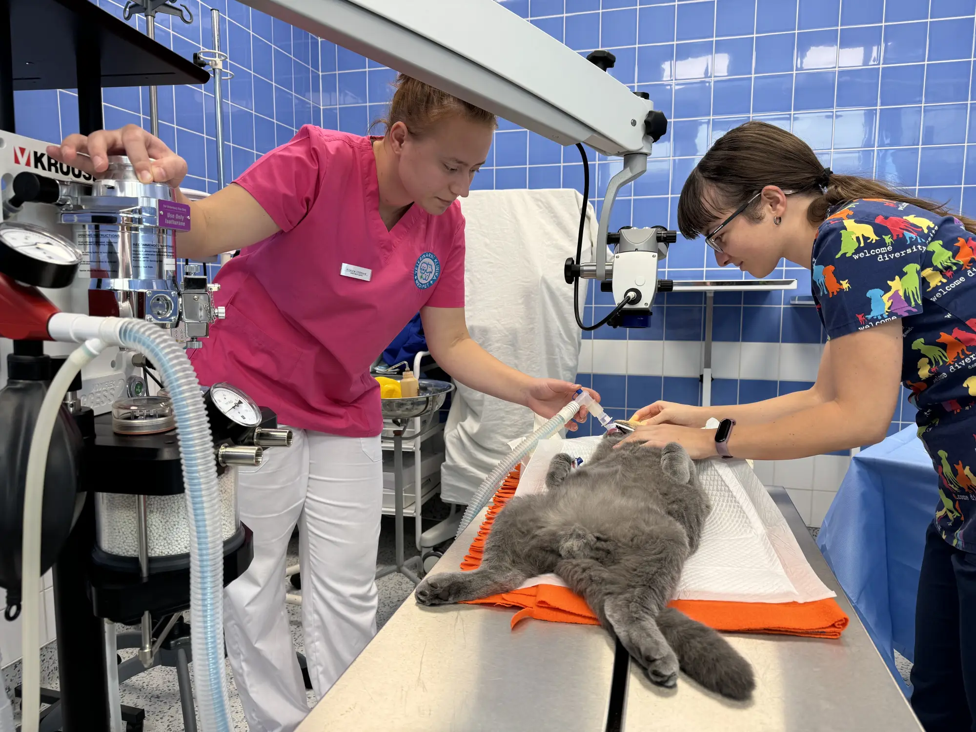 Kočky vítány! V Medipetu s respektem a beze stresu | Veterinární klinika Medipet Zlín