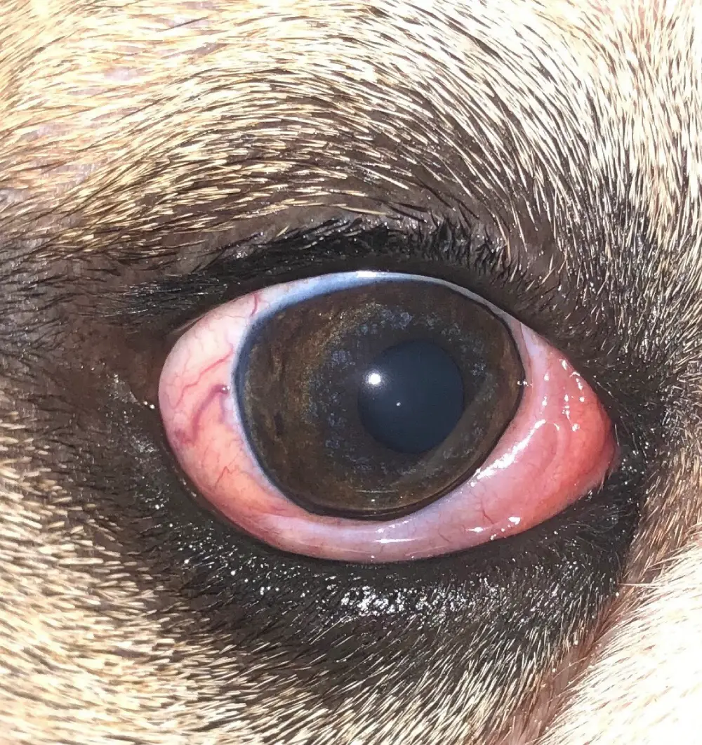 Po operaci žlázy třetího víčka | Veterinární klinika Medipet Zlín