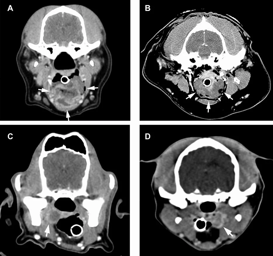 Možnosti vyšetření hlavy pomocí zobrazovacích metod | Veterinární klinika Medipet Zlín