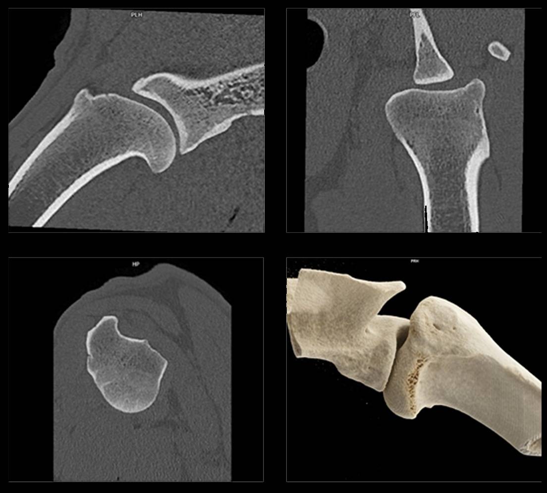 Omezení CT vyšetření pohybového aparátu | Veterinární klinika Medipet Zlín