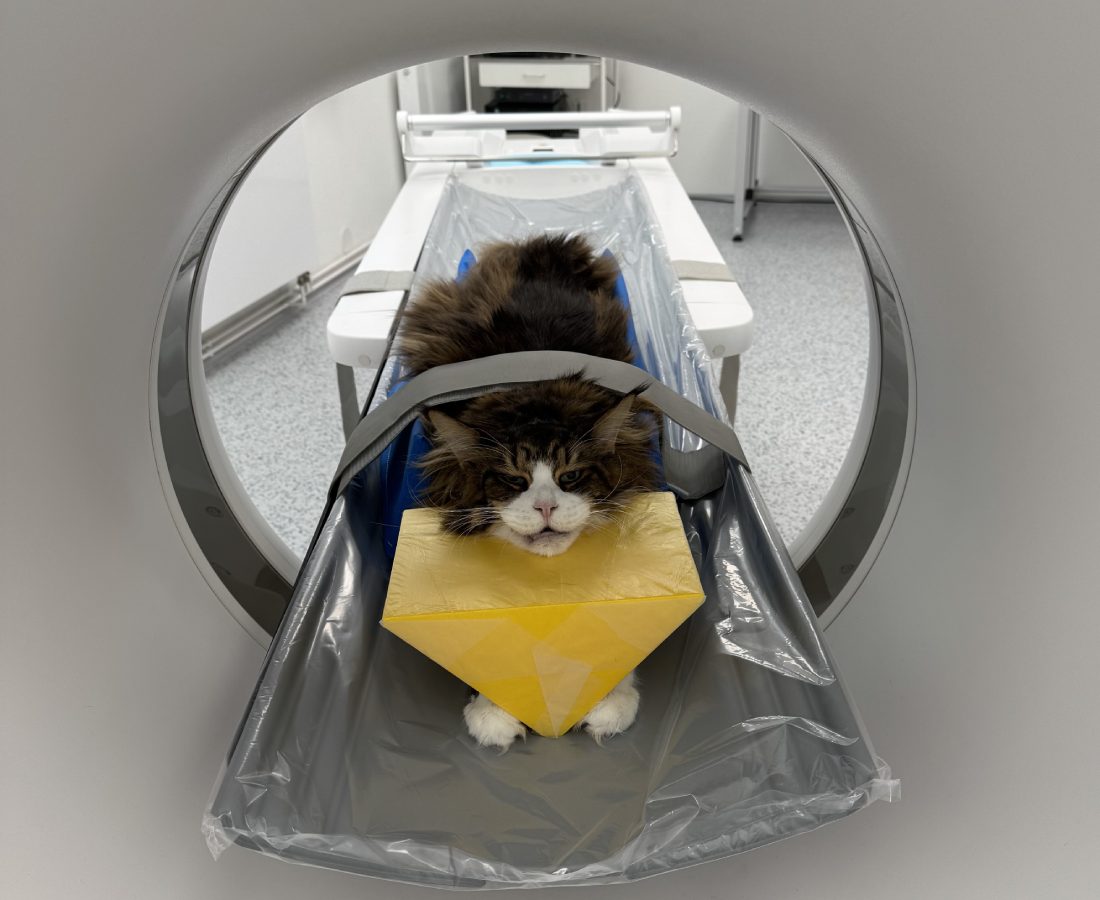 CT vyšetření koček | Veterinární klinika Medipet Zlín