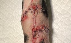 Pacient č.: 1. - pacient po operaci  | Veterinární klinika Medipet Zlín