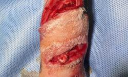 Pacient č.: 1. - zranění  | Veterinární klinika Medipet Zlín