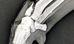 Pacient č.: 1. - rtg zranění  | Veterinární klinika Medipet Zlín