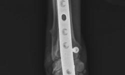 Pacient č.: 1. - rtg po operaci  | Veterinární klinika Medipet Zlín