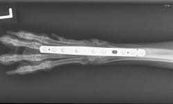 Pacient č.: 2. - pooperační rtg | Veterinární klinika Medipet Zlín