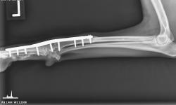 Pacient č.: 2. - pooperační rtg | Veterinární klinika Medipet Zlín