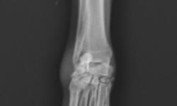 Pacient č. 3. - předoperační rtg | Veterinární klinika Medipet Zlín