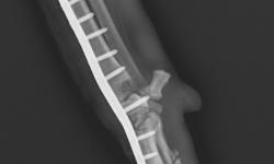 Pacient č. 3. - po operační rtg 2. | Veterinární klinika Medipet Zlín