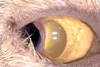 Spastické entropium. Bolestivý stav na oku vedl k chlípení víčka a k dalšímu zhoršení stavu rohovky iritací chlupy.
