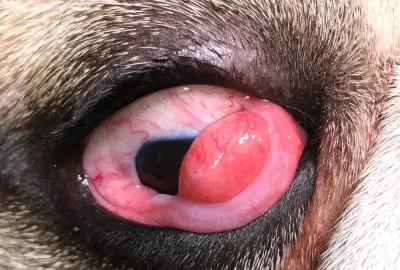 Výhřez slzné žlázy třetího víčka | Veterinární klinika Medipet Zlín