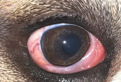 Po operaci žlázy třetího víčka | Veterinární klinika Medipet Zlín