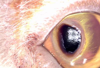 Tmavě pigmentovaný sekvestr se zánětem rohovky a výraznou vaskularizací. | Veterinární klinika Medipet Zlín