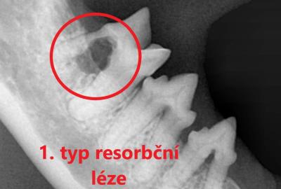 Typ resorbční léze. | Veterinární klinika Medipet Zlín