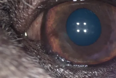 Mediální entropium | Veterinární klinika Medipet Zlín