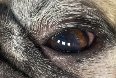 Pacient po plastice víčka | Veterinární klinika Medipet Zlín