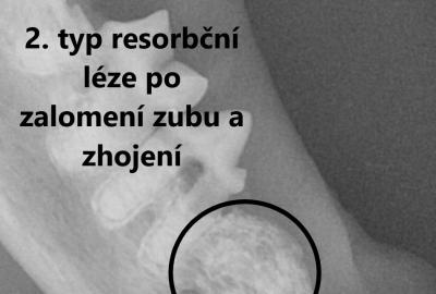 Stomatologické potíže koček - Veterinární klinika Medipet Zlín