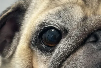 Pacient po plastice víčka | Veterinární klinika Medipet Zlín