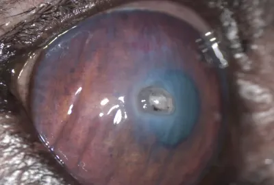 Rohovkový vřed - ruptura bulbu | Veterinární klinika Medipet Zlín