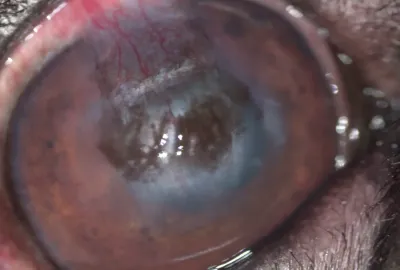 Rohovkov vřed - 2 měsíce po operaci korneosklerální transpozice | Veterinární klinika Medipet Zlín