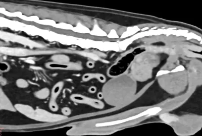CT břicha a páteře psa.