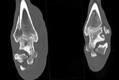 CT hlezenního kloubu psa.