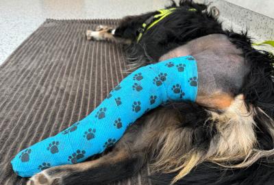 Proč si pro operaci Vašeho zvířete vybrat právě nás? | Veterinární klinika Medipet Zlín