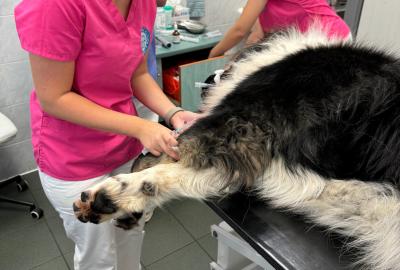 Proč si pro operaci Vašeho zvířete vybrat právě nás? | Veterinární klinika Medipet Zlín