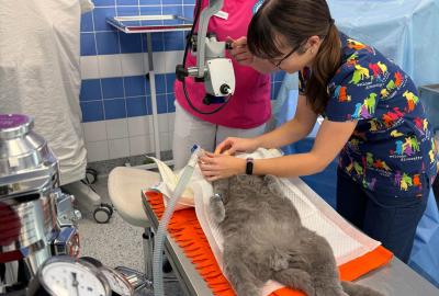 Proč si pro operaci Vašeho zvířete vybrat právě nás? | Veterinární klinika Medipet Zlín