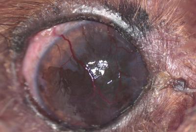 KCS OD | Veterinární klinika Medipet Zlín