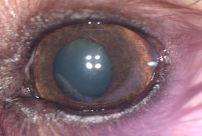 KCS OS | Veterinární klinika Medipet Zlín