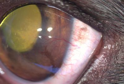 Pannus 1. | Veterinární klinika Medipet Zlín