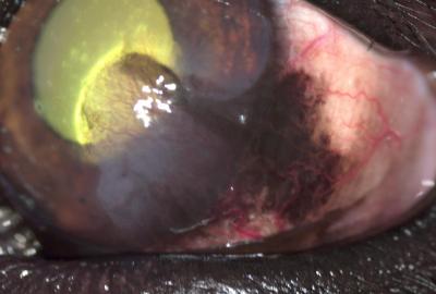 Pannus 2. | Veterinární klinika Medipet Zlín