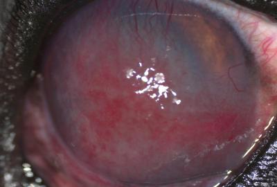 Pannus 3. | Veterinární klinika Medipet Zlín