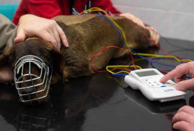 1. Elektroakupunktura. | Veterinární klinika Medipet Zlín