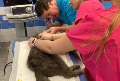 Medipet - Endoskopické vyšetření nosních dutin u kočky.