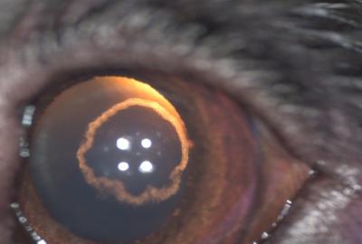 Katarakta (nuclear ring) | Veterinární klinika Medipet Zlín