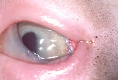 Totéž oko po léčbě | Veterinární klinika Medipet Zlín