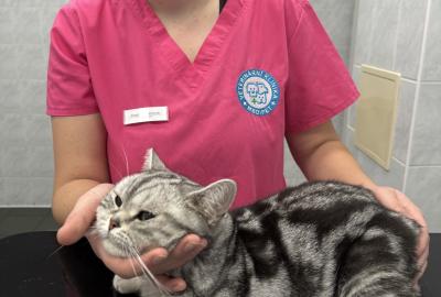 Kočky vítány! V Medipetu s respektem a beze stresu - odběr krve | Veterinární klinika Medipet Zlín