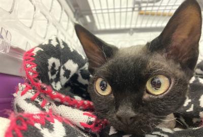 Doporučujeme nosit kočky v pevné přepravce. | Veterinární klinika Medipet Zlín