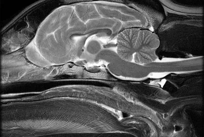 Možnosti vyšetření hlavy pomocí zobrazovacích metod | Veterinární klinika Medipet Zlín