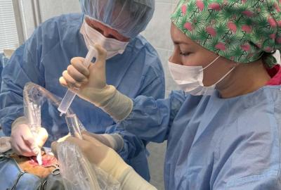 3. operace páteře psa u výhřezu meziobratlové ploténky. | Veterinární klinika Medipet Zlín