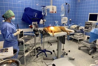 Operace psů a koček na Veterinární klinice Medipet.