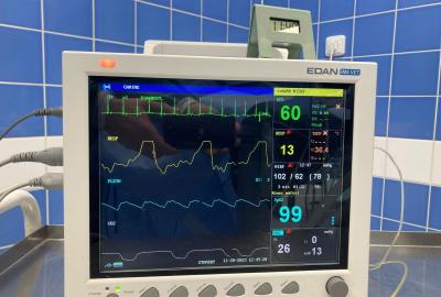Operace psů a koček na Veterinární klinice Medipet.